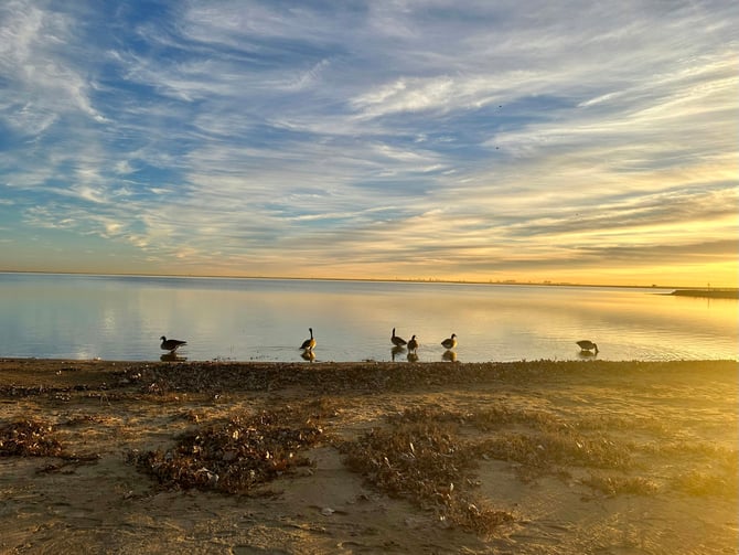Texas lake at sunrise with geese on the shore and dramatic clouds
